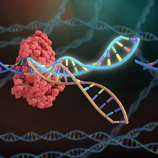 ClinGuide GMP CRISPR sgRNAs for Human Therapeutics